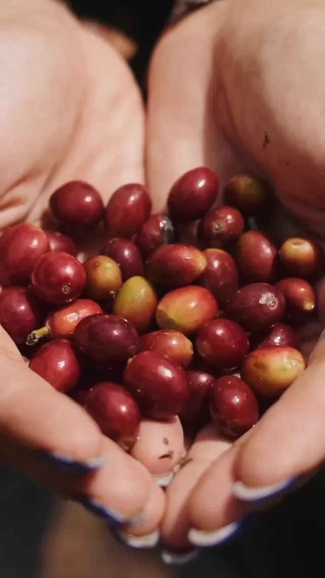 A handful of ripe coffee cherries