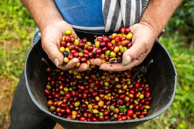 A farmer holding a handful of freshly picked coffee cherries