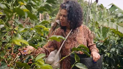 A woman picking coffee cherries on the finca