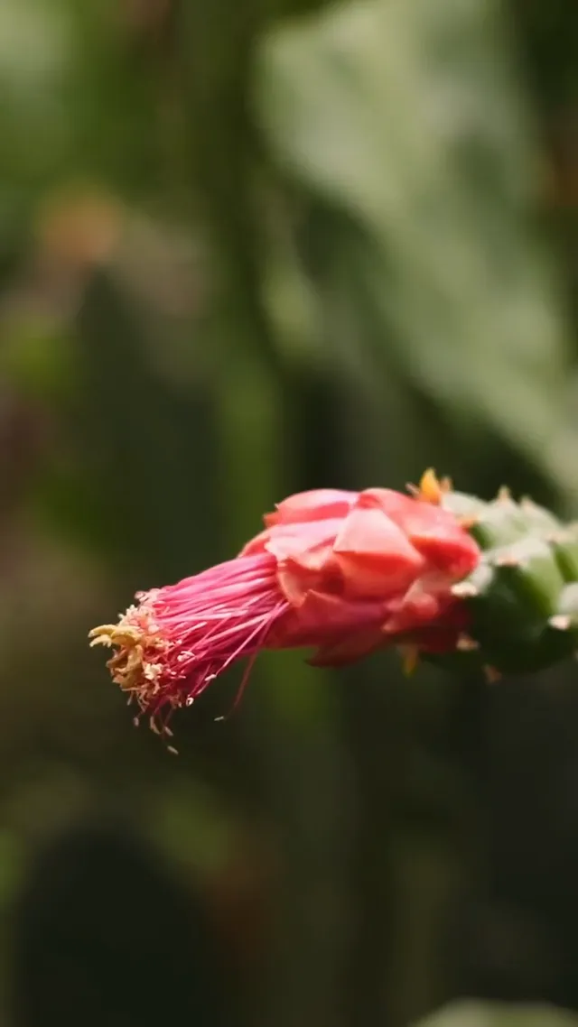 A flower on the finca