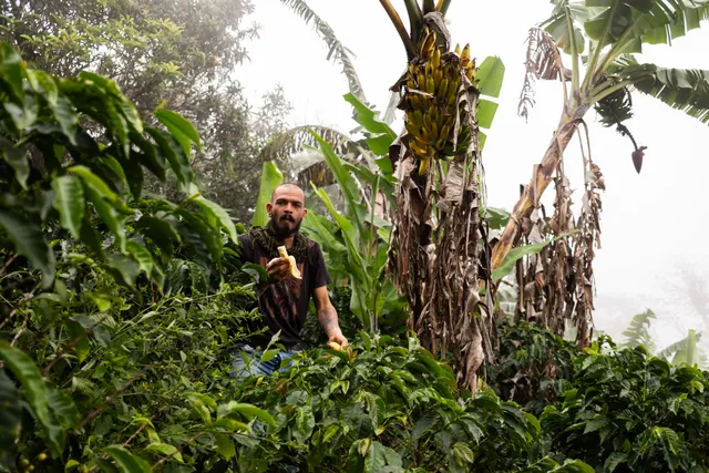 A Donkey Sunrise guide among the coffee plants