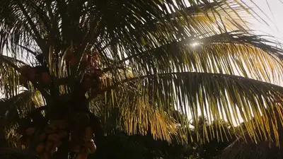 Palms above the hub