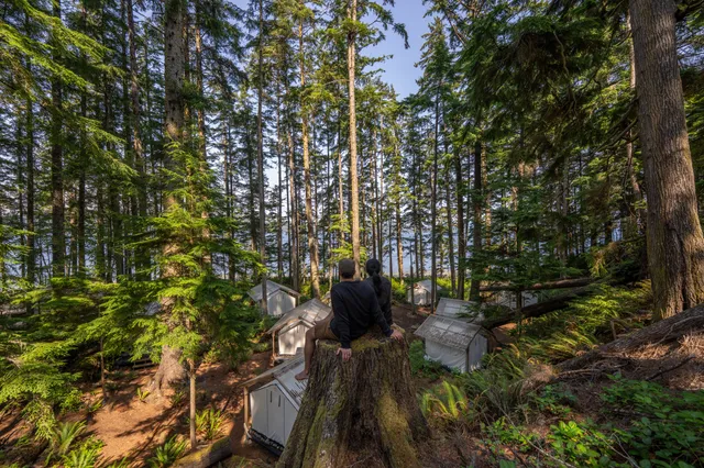 Guests overlooking the tented cabins from a mossy stump