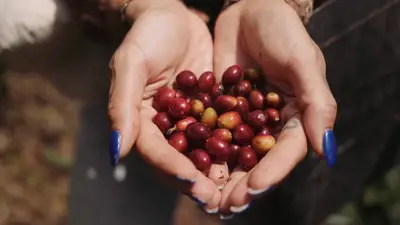 A handful of ripe coffee cherries